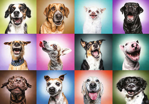 Puzzle 1000 Funny Dogs Faces Unlimited Fit Technology